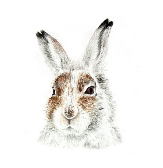 Fine art greeting card - Hare