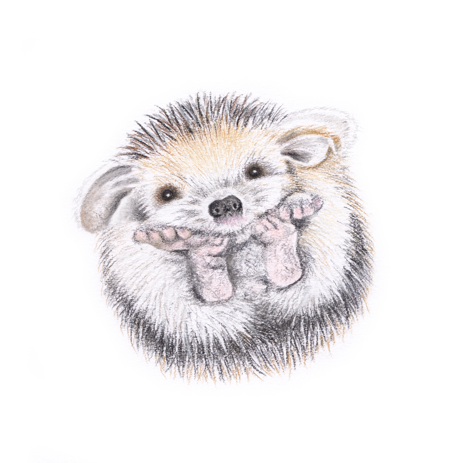 Copy of Fine art greeting card - Hedgehog
