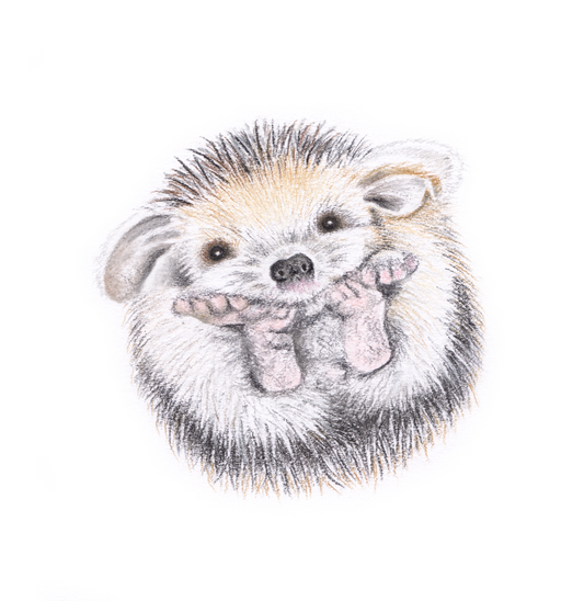 Copy of Fine art greeting card -  Hedgehog