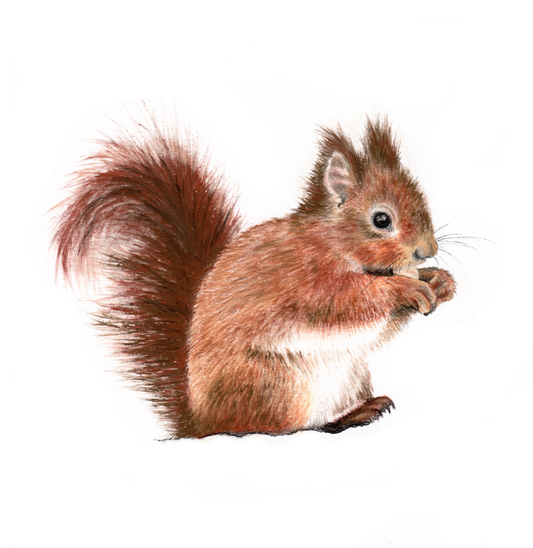 Fine art greeting card -  Red Squirrel