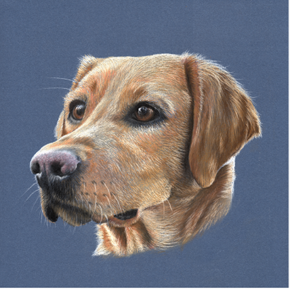 Fine art greeting card - Golden Labrador