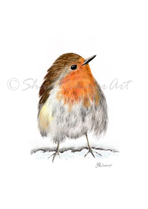 Limited edition Wildlife Print from original pastel drawing- Robin