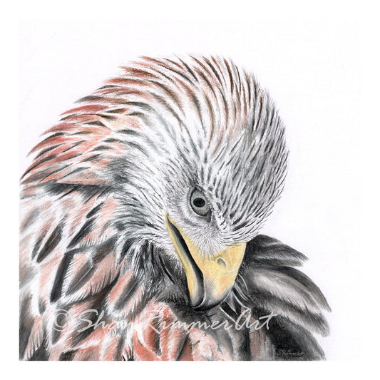 Red Kite pastel drawing - Limited edition print