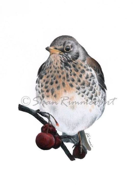 Limited edition print of original Thrush drawing by Shan Rimmer