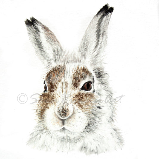 Limited edition Wildlife Print from original pastel drawing- British Hare