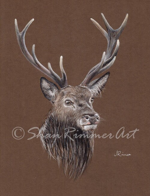 Limited edition Wildlife Print from original pastel drawing- Stag - Woodland Prince