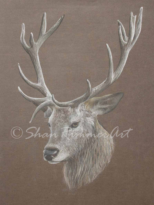 Limited edition Wildlife Print from original pastel drawing- Stag -