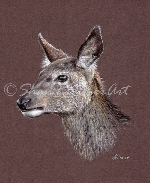 Limited edition Wildlife Print from original pastel drawing- Deer - Doe -