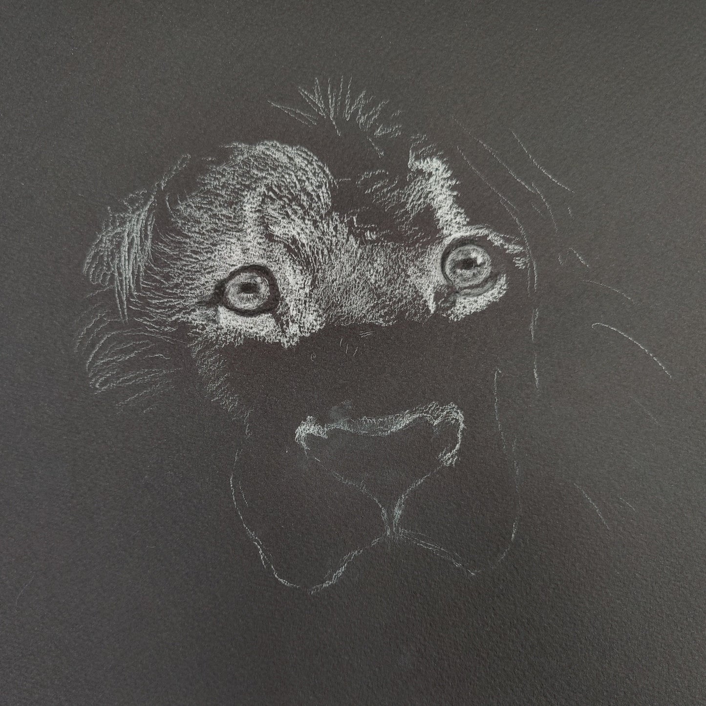 Limited edition print of original Lion drawing by Shan Rimmer
