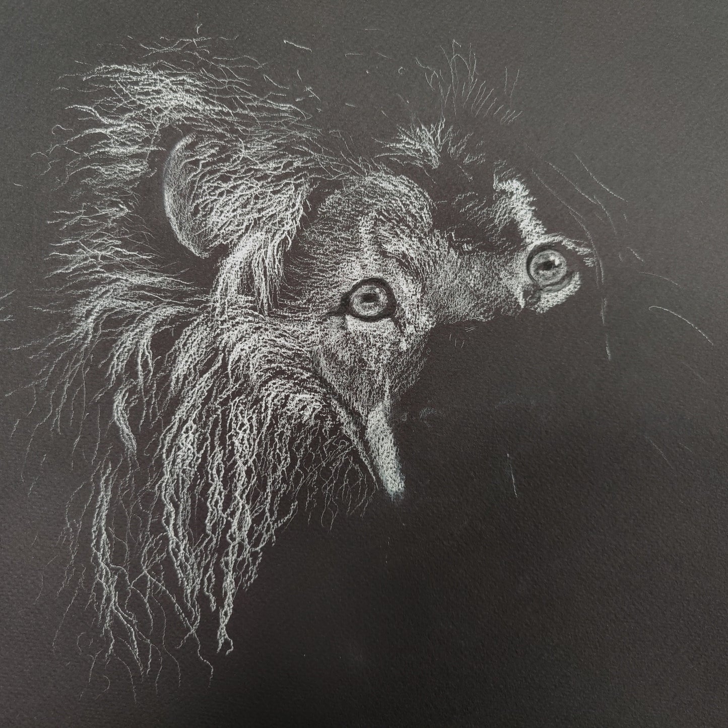 Limited edition print of original Lion drawing by Shan Rimmer