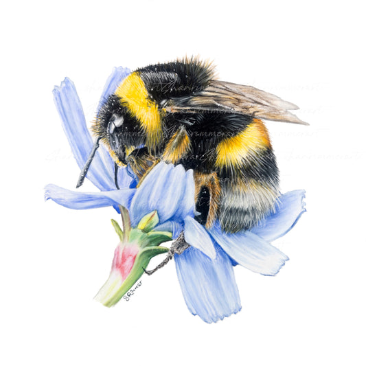 Limited edition print of original Bumblebee drawing by Shan Rimmer