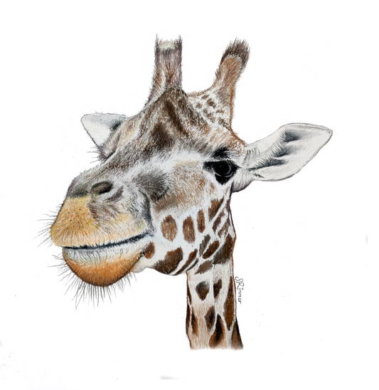 Fine art greeting card -  Giraffe