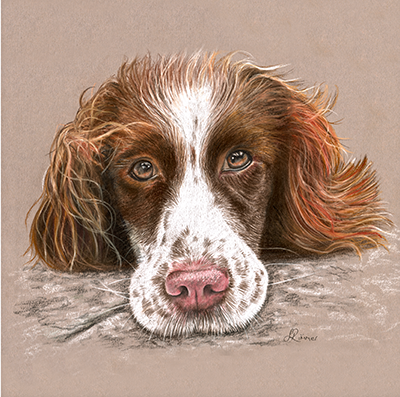 Fine art greeting card - Spaniel 3