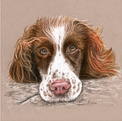 Fine art greeting card - Spaniel 3