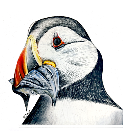 Fine art greeting card - Puffin