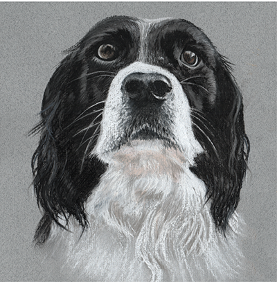 Fine art greeting card - Spaniel 2