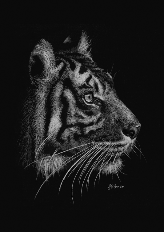 Limited edition print of original Tiger drawing by Shan Rimmer
