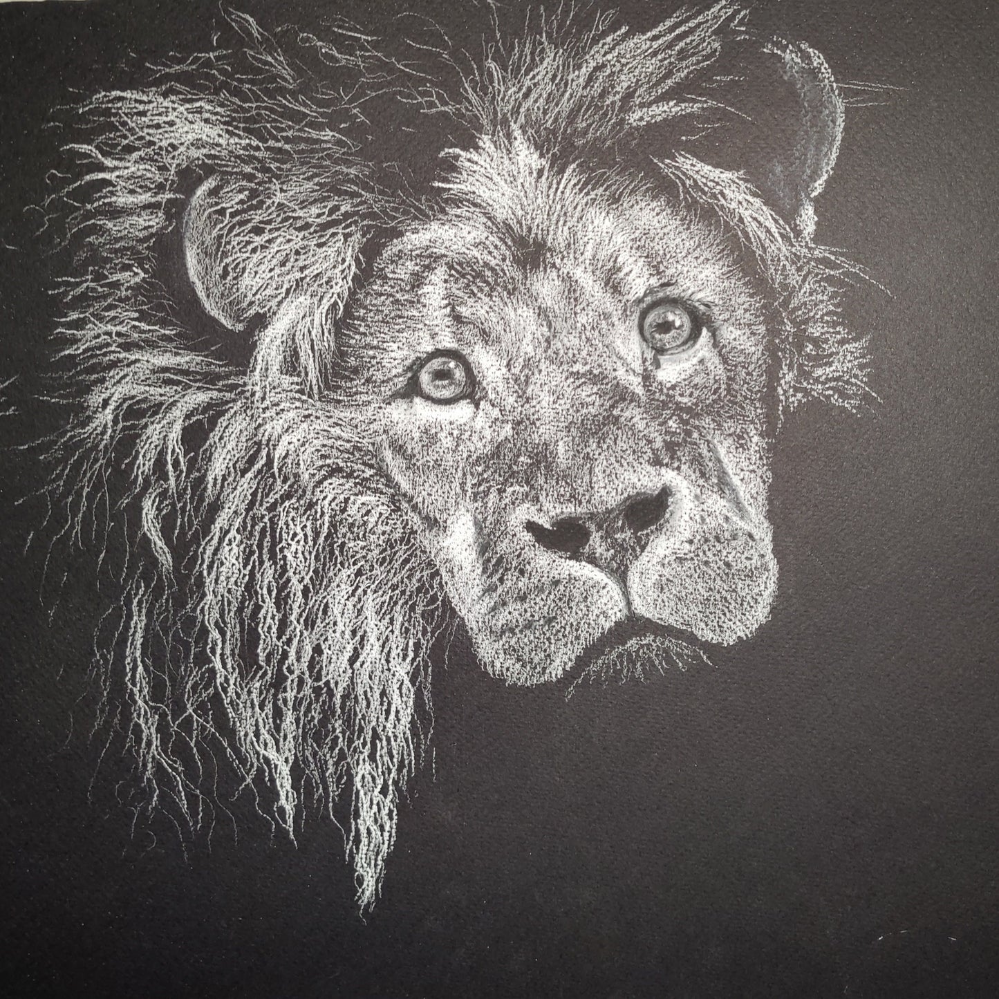 Limited edition print of original Lion drawing by Shan Rimmer